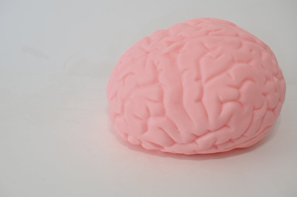 Large Brain Marshmallow Squishy